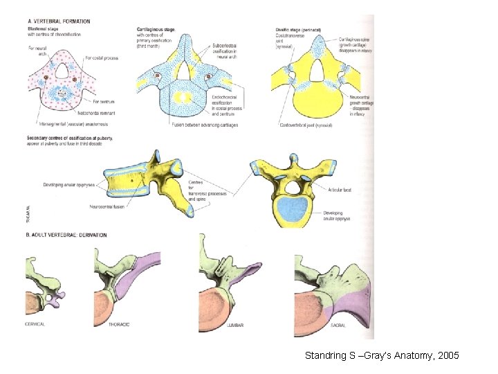 Standring S –Gray’s Anatomy, 2005 