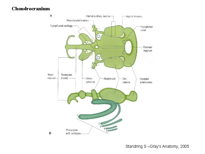 Chondrocranium Standring S –Gray’s Anatomy, 2005 