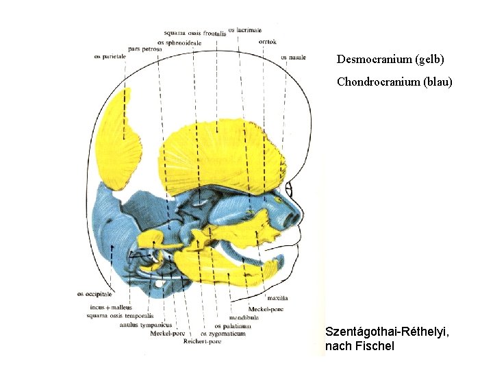 Desmocranium (gelb) Chondrocranium (blau) Szentágothai-Réthelyi, nach Fischel 