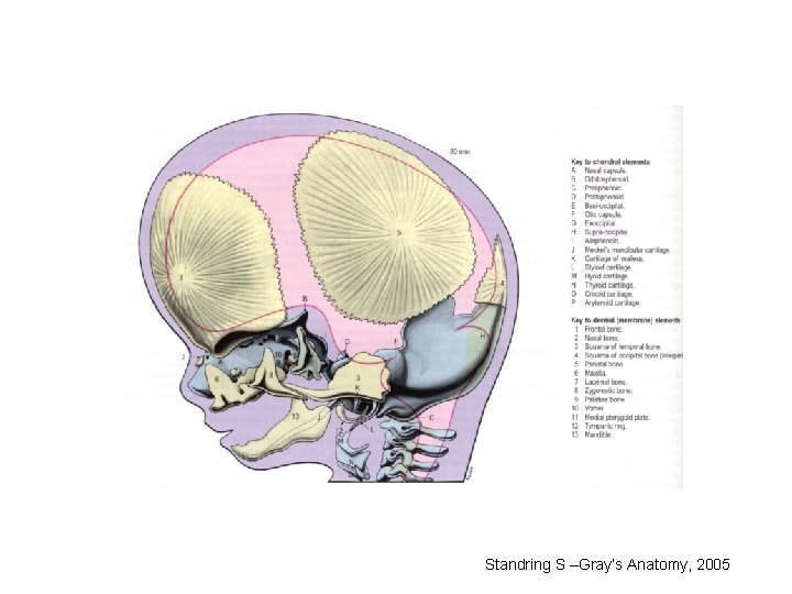 Standring S –Gray’s Anatomy, 2005 