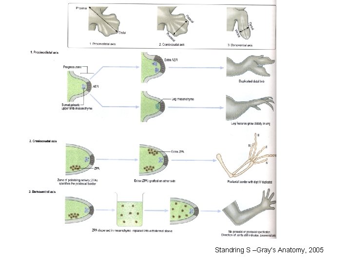 Standring S –Gray’s Anatomy, 2005 