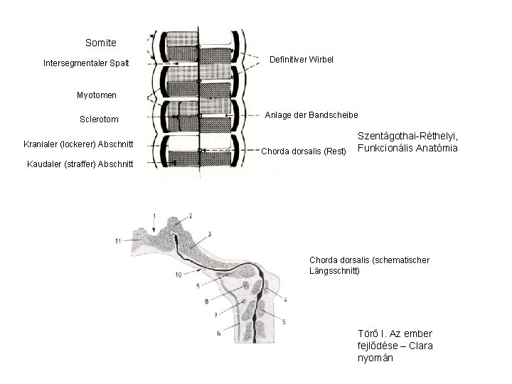 Somite Intersegmentaler Spalt Definitiver Wirbel Myotomen Sclerotom Kranialer (lockerer) Abschnitt Anlage der Bandscheibe Chorda