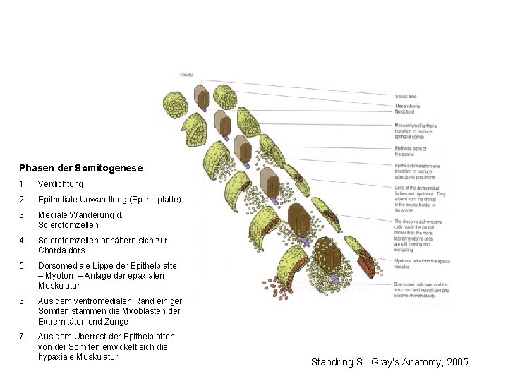 Somitogenesis fázisai 1. Tömörülés Phasen der Somitogenese Epithelialis átalakulás (epithelialis 1. 2. Verdichtung lemez)