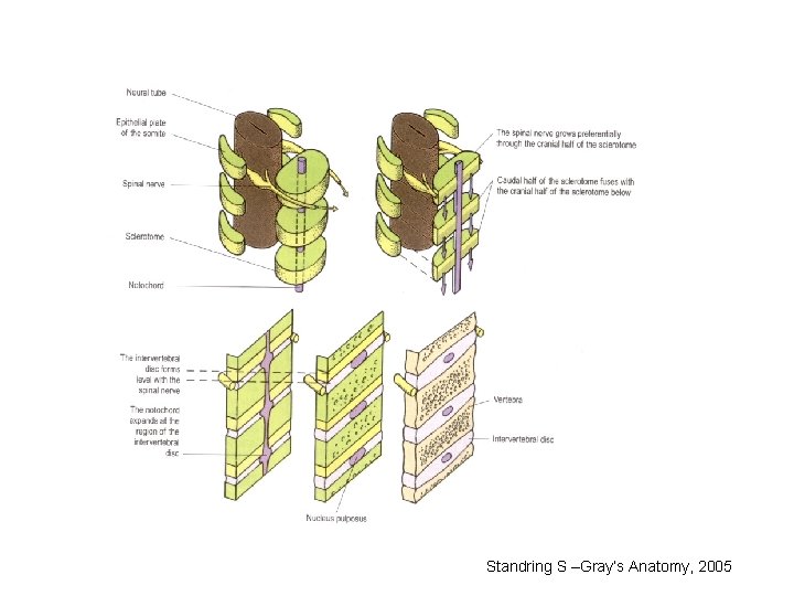 Standring S –Gray’s Anatomy, 2005 