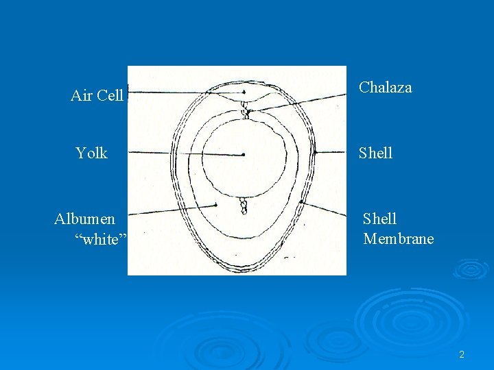 Air Cell Chalaza Yolk Shell Albumen “white” Shell Membrane 2 