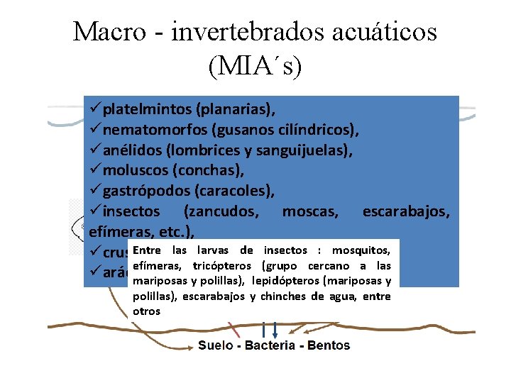 Macro - invertebrados acuáticos (MIA´s) üplatelmintos (planarias), ünematomorfos (gusanos cilíndricos), üanélidos (lombrices y sanguijuelas),