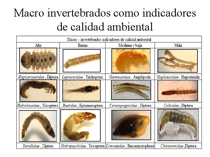 Macro invertebrados como indicadores de calidad ambiental 