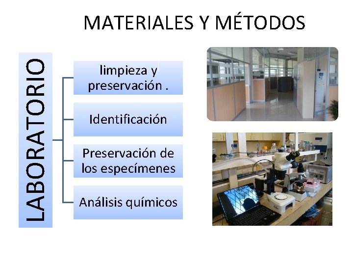 LABORATORIO MATERIALES Y MÉTODOS limpieza y preservación. Identificación Preservación de los especímenes Análisis químicos