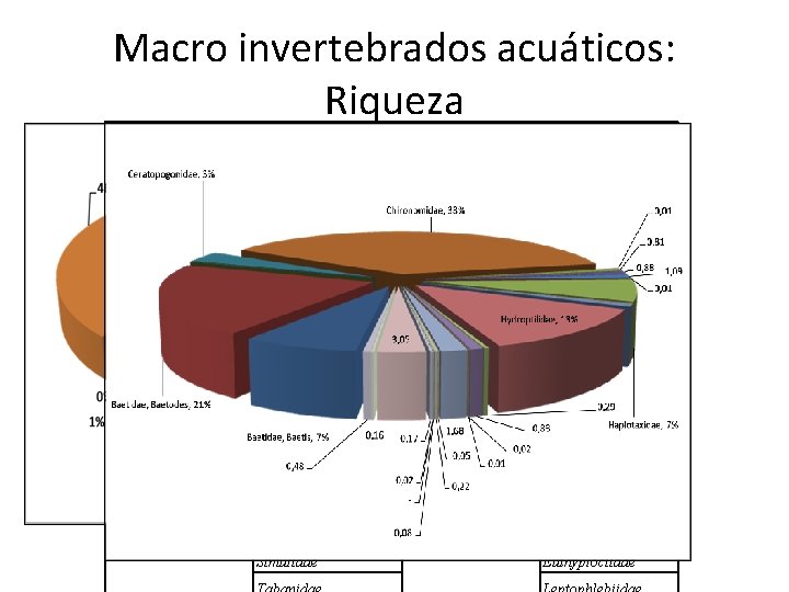 Macro invertebrados acuáticos: Riqueza Orden Familia Acari Hidrachnidae Haplotaxidae Amphipoda Gammaridae Hemiptera Gerridae Basommatophora