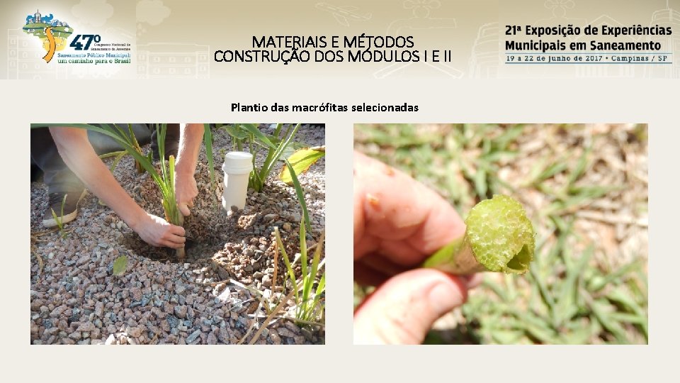 MATERIAIS E MÉTODOS CONSTRUÇÃO DOS MÓDULOS I E II Plantio das macrófitas selecionadas 