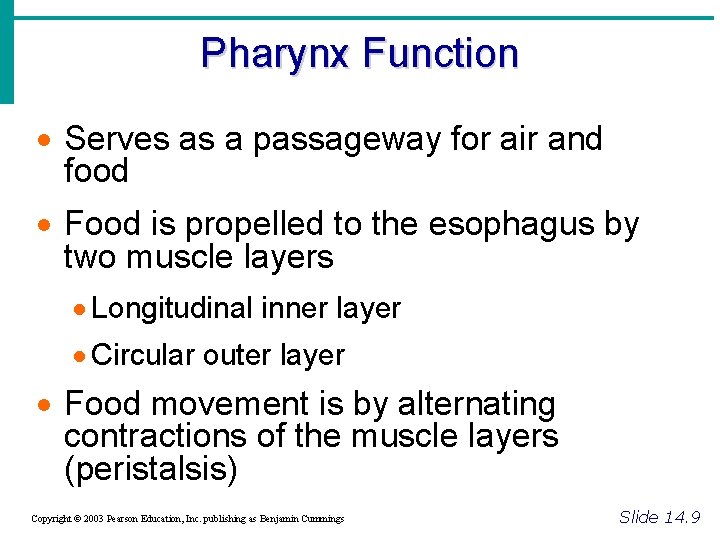 Pharynx Function · Serves as a passageway for air and food · Food is