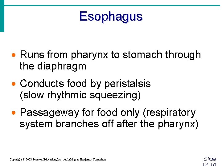 Esophagus · Runs from pharynx to stomach through the diaphragm · Conducts food by