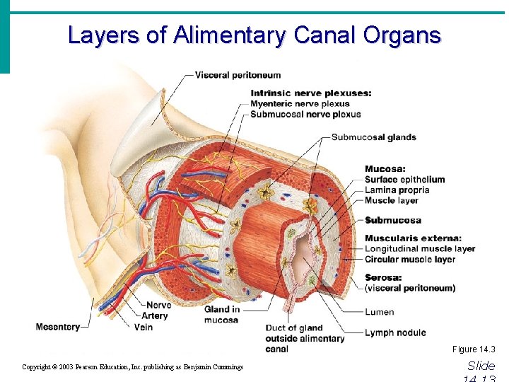 Layers of Alimentary Canal Organs Figure 14. 3 Copyright © 2003 Pearson Education, Inc.