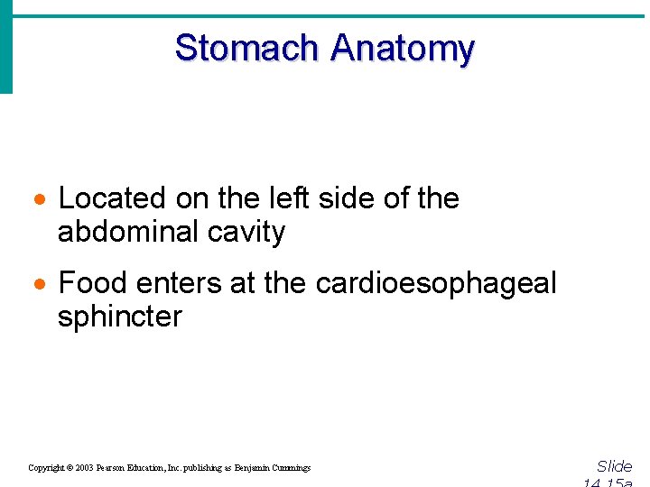 Stomach Anatomy · Located on the left side of the abdominal cavity · Food