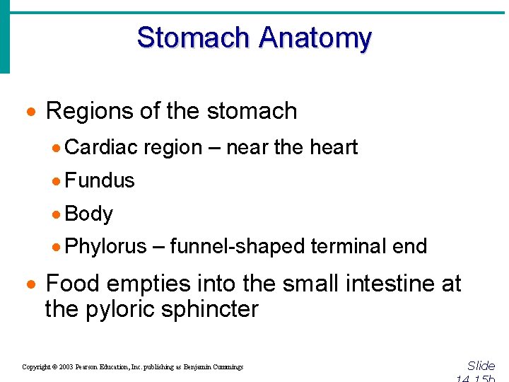 Stomach Anatomy · Regions of the stomach · Cardiac region – near the heart
