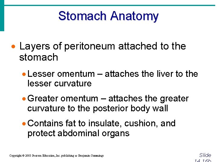 Stomach Anatomy · Layers of peritoneum attached to the stomach · Lesser omentum –