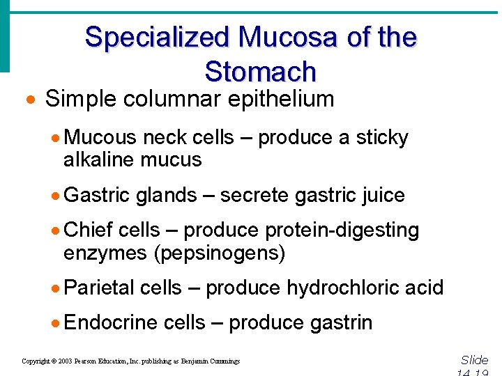 Specialized Mucosa of the Stomach · Simple columnar epithelium · Mucous neck cells –