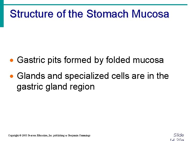 Structure of the Stomach Mucosa · Gastric pits formed by folded mucosa · Glands