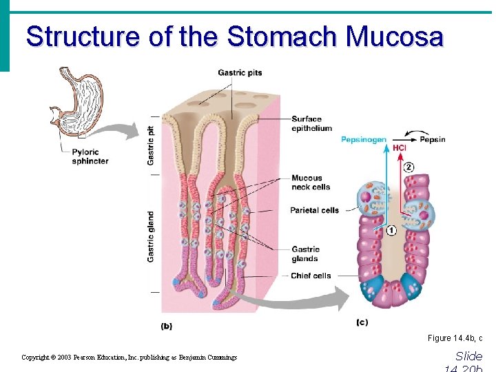 Structure of the Stomach Mucosa Figure 14. 4 b, c Copyright © 2003 Pearson