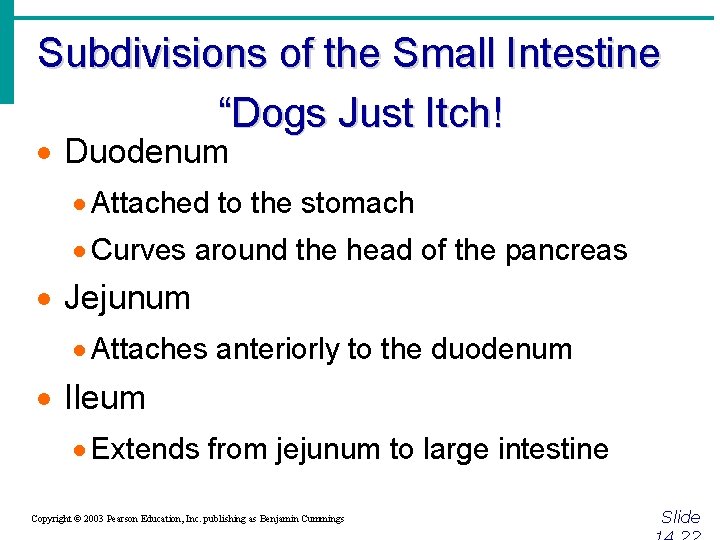 Subdivisions of the Small Intestine “Dogs Just Itch! · Duodenum · Attached to the