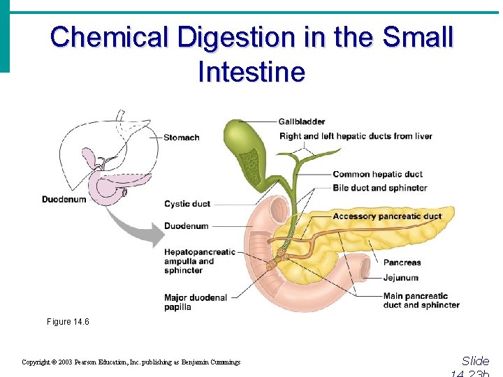 Chemical Digestion in the Small Intestine Figure 14. 6 Copyright © 2003 Pearson Education,