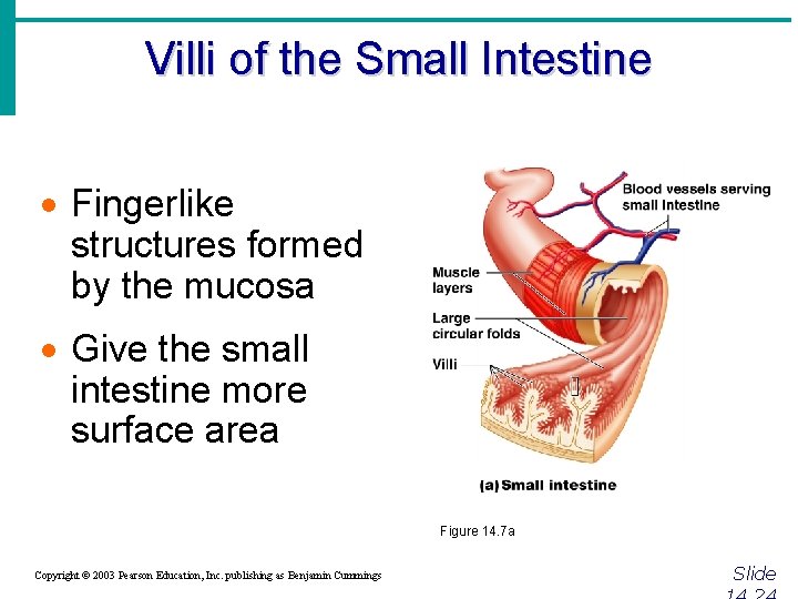 Villi of the Small Intestine · Fingerlike structures formed by the mucosa · Give