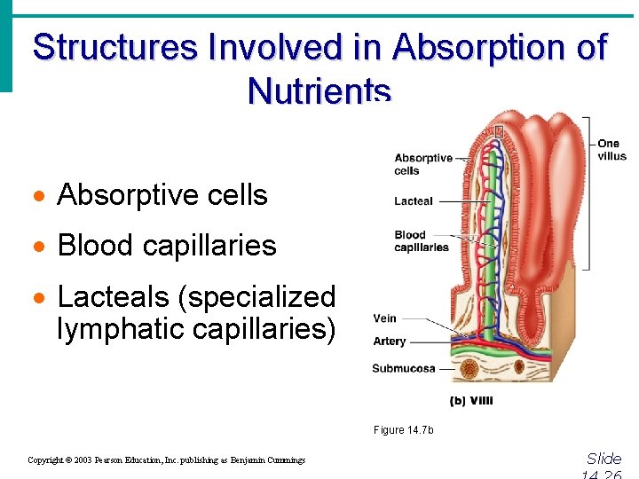 Structures Involved in Absorption of Nutrients · Absorptive cells · Blood capillaries · Lacteals