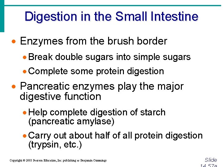 Digestion in the Small Intestine · Enzymes from the brush border · Break double