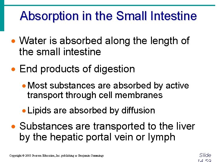 Absorption in the Small Intestine · Water is absorbed along the length of the