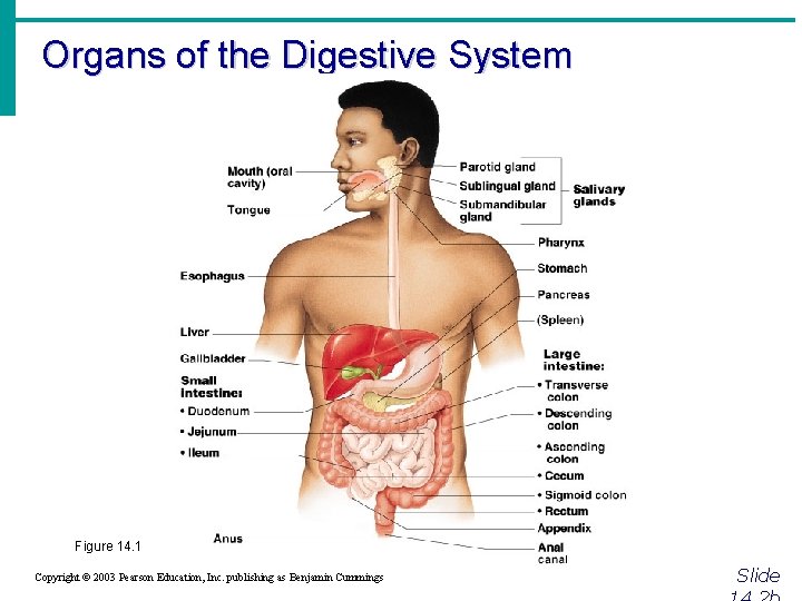 Organs of the Digestive System Figure 14. 1 Copyright © 2003 Pearson Education, Inc.