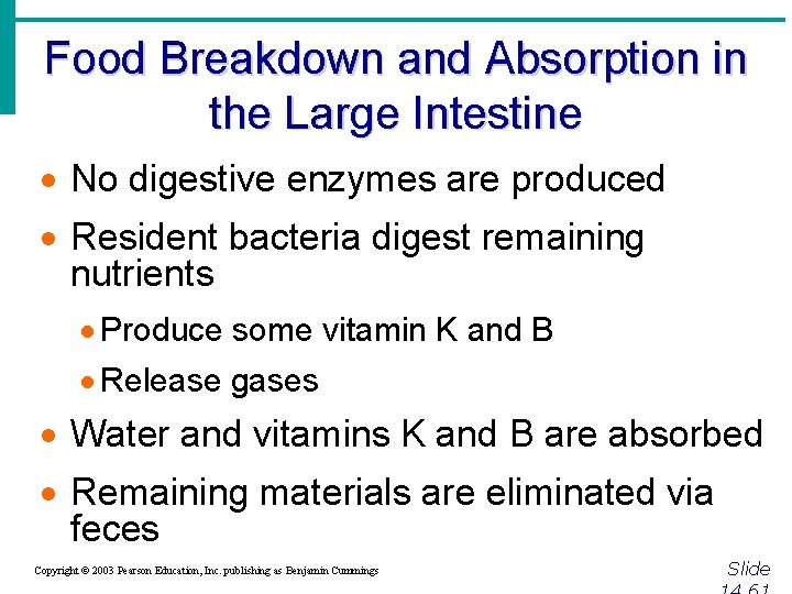 Food Breakdown and Absorption in the Large Intestine · No digestive enzymes are produced