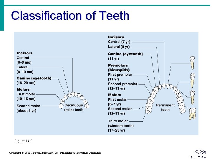 Classification of Teeth Figure 14. 9 Copyright © 2003 Pearson Education, Inc. publishing as