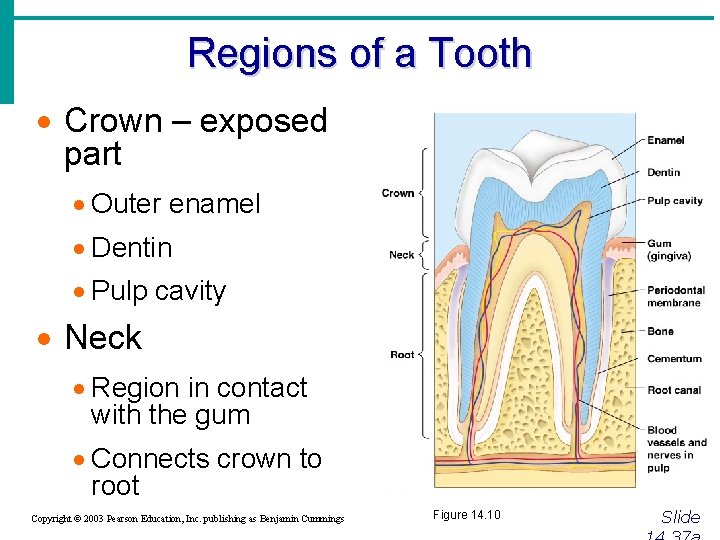 Regions of a Tooth · Crown – exposed part · Outer enamel · Dentin