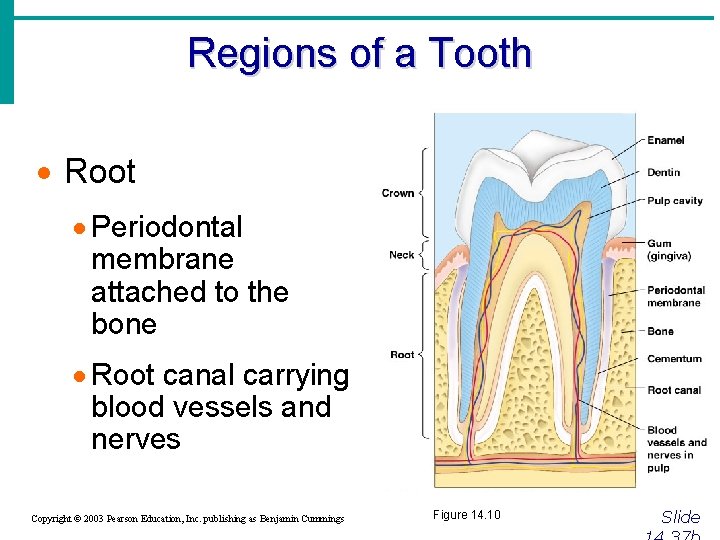 Regions of a Tooth · Root · Periodontal membrane attached to the bone ·