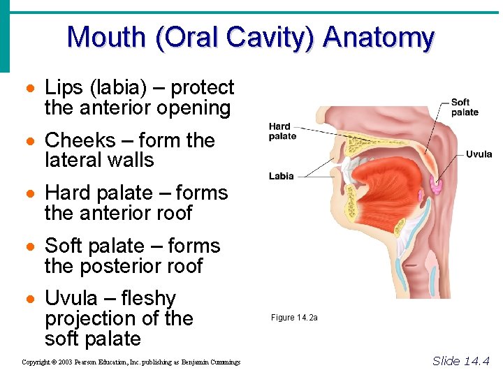 Mouth (Oral Cavity) Anatomy · Lips (labia) – protect the anterior opening · Cheeks