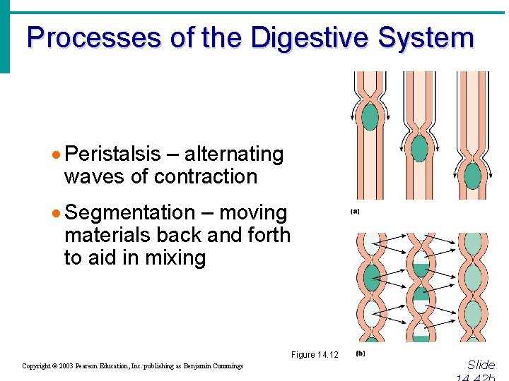 Processes of the Digestive System · Peristalsis – alternating waves of contraction · Segmentation
