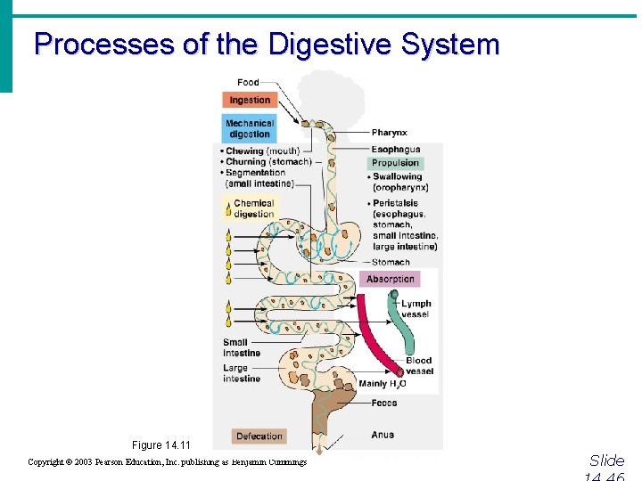 Processes of the Digestive System Figure 14. 11 Copyright © 2003 Pearson Education, Inc.