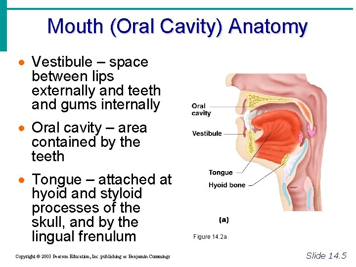 Mouth (Oral Cavity) Anatomy · Vestibule – space between lips externally and teeth and