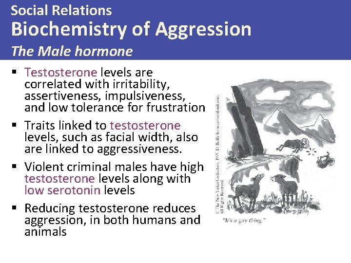 Social Relations Biochemistry of Aggression The Male hormone § Testosterone levels are correlated with