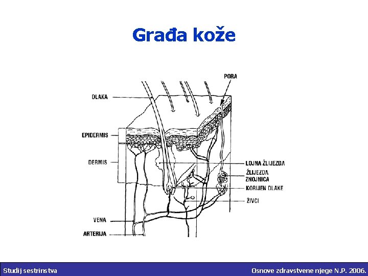 Građa kože Studij sestrinstva Osnove zdravstvene njege N. P. 2006. 