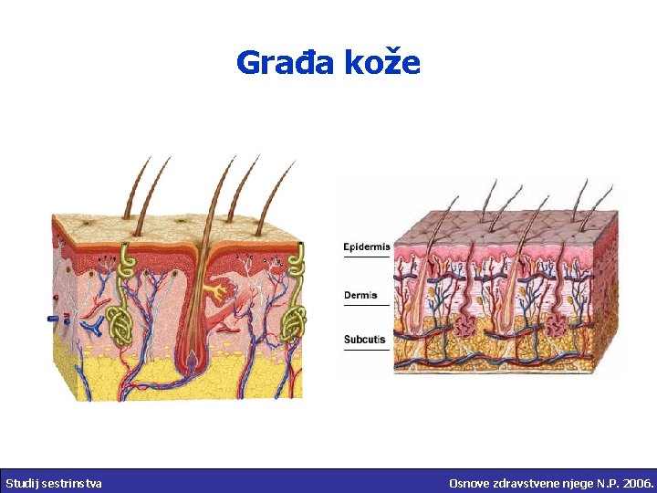 Građa kože Studij sestrinstva Osnove zdravstvene njege N. P. 2006. 