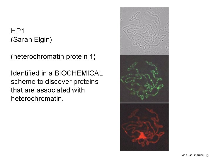 HP 1 (Sarah Elgin) (heterochromatin protein 1) Identified in a BIOCHEMICAL scheme to discover