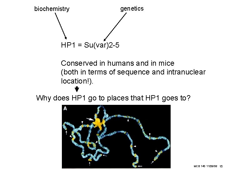biochemistry genetics HP 1 = Su(var)2 -5 Conserved in humans and in mice (both