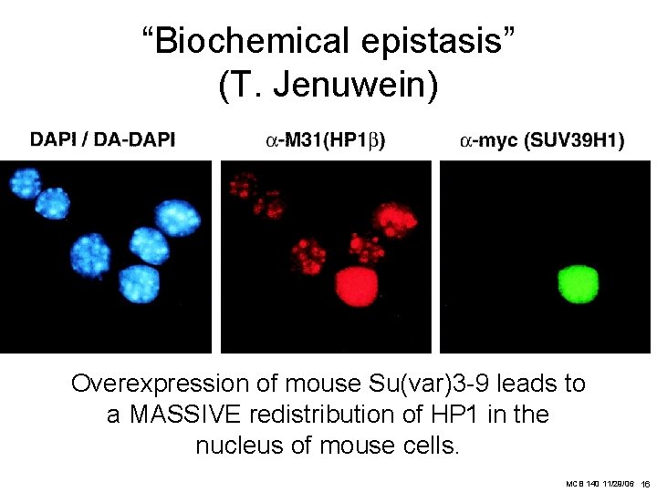 “Biochemical epistasis” (T. Jenuwein) Overexpression of mouse Su(var)3 -9 leads to a MASSIVE redistribution