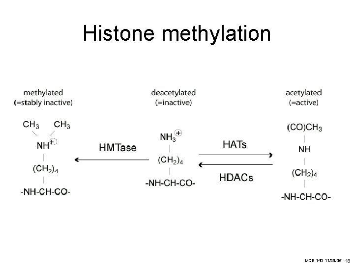 Histone methylation MCB 140 11/29/06 18 