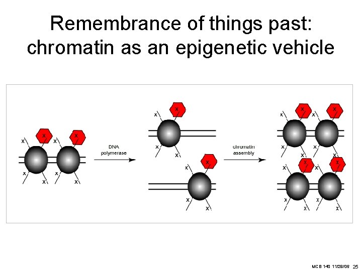 Remembrance of things past: chromatin as an epigenetic vehicle MCB 140 11/29/06 25 