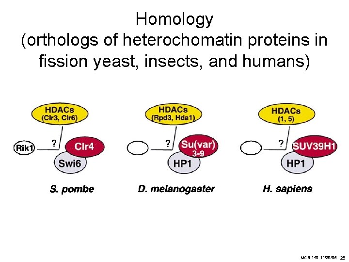 Homology (orthologs of heterochomatin proteins in fission yeast, insects, and humans) MCB 140 11/29/06