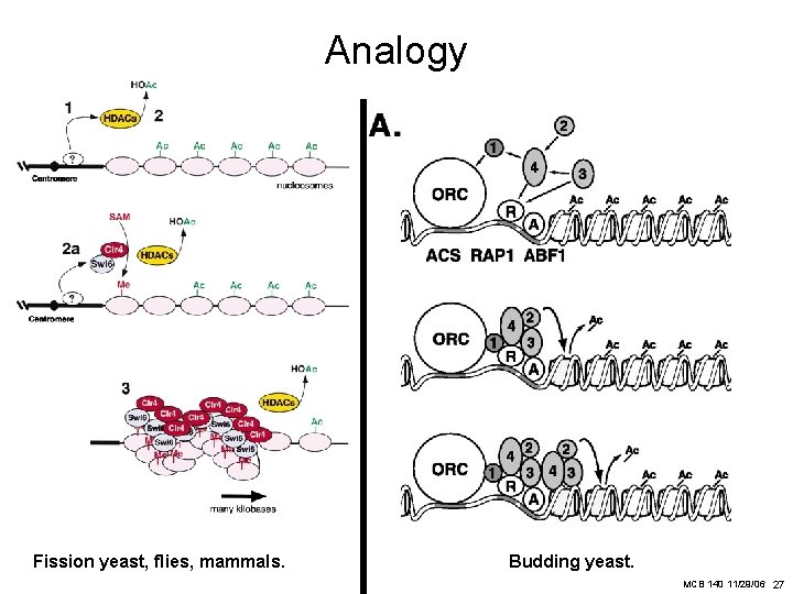 Analogy Fission yeast, flies, mammals. Budding yeast. MCB 140 11/29/06 27 