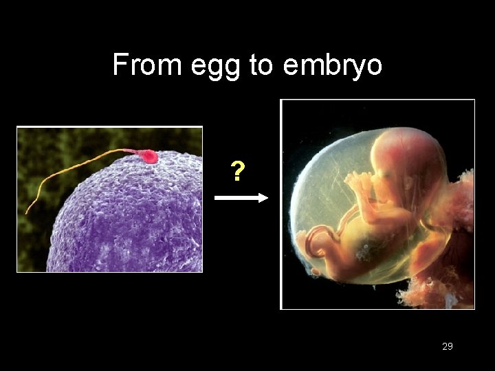 From egg to embryo ? 29 