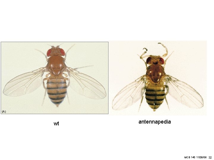 wt antennapedia MCB 140 11/29/06 32 